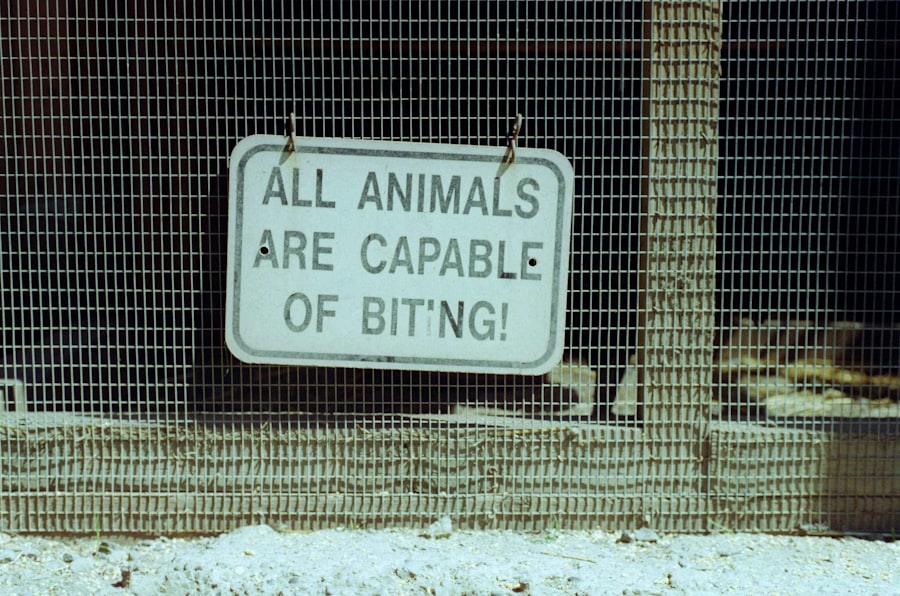 Photo Explainable AI