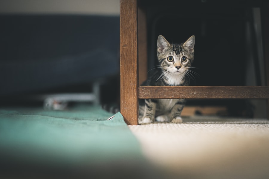 Photo AI Adoption